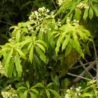 <i>Pittosporum ceylanicum</i>  Wight